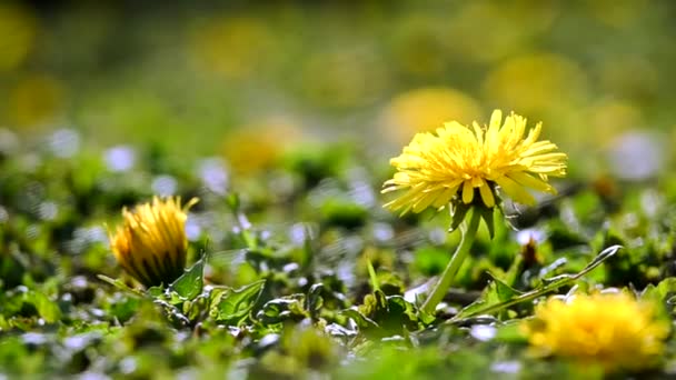 Dandelion yellow flower growing outdoors  - Footage, Video
