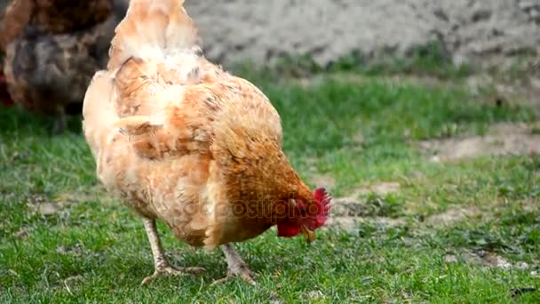 Binnenlandse kippen lopen en grazen gras  - Video