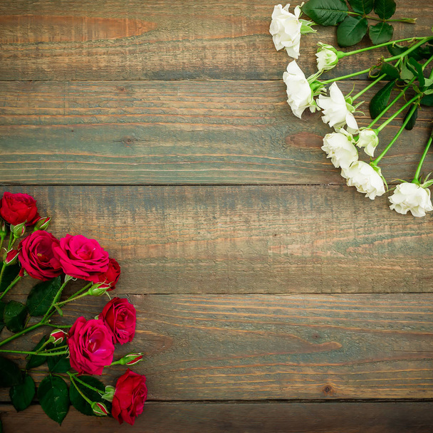 bright red and white roses - Foto, Imagem