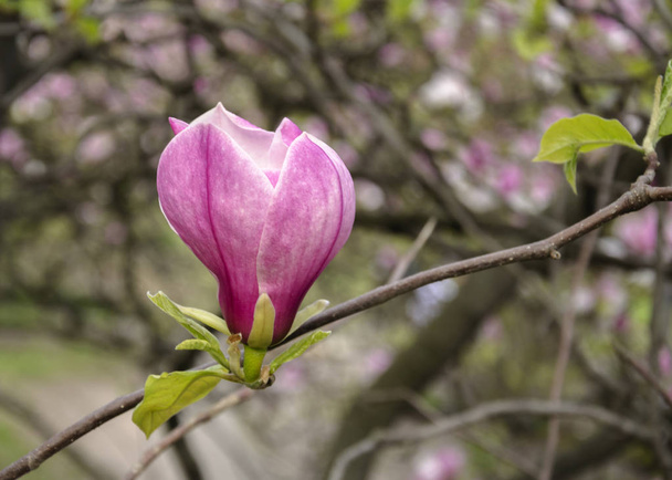 Large magnolia flower - Photo, Image