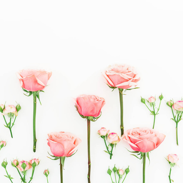 Rosas rosadas sobre blanco
 - Foto, Imagen