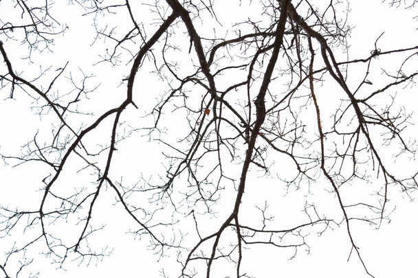 Větve stromu v nebi - Fotografie, Obrázek