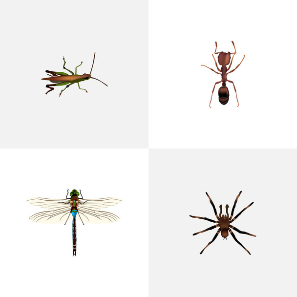 realistische Libellen, Spinnentiere, Heuschrecken und andere Vektorelemente. Satz von Bug realistischen Symbolen enthält auch Bug, Vogelspinne, Emmet-Objekte. - Vektor, Bild