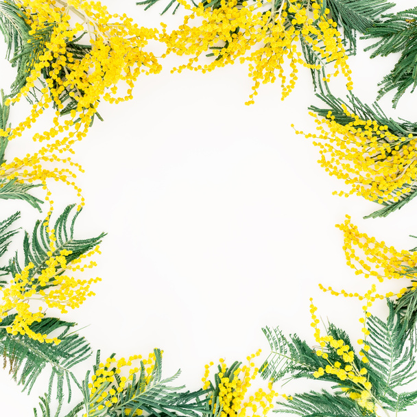 fleurs de mimosa sur fond blanc.  - Photo, image