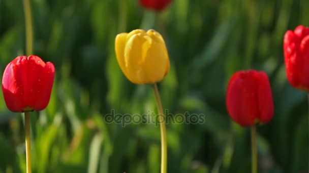 One yellow tulip flower in the midst of a lot of red flowers - Footage, Video