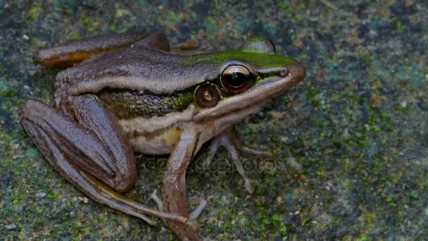 Green paddy frog on rock. - Footage, Video