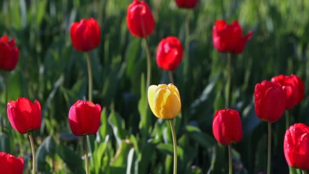 One yellow tulip flower in the midst of a lot of red flowers - Footage, Video