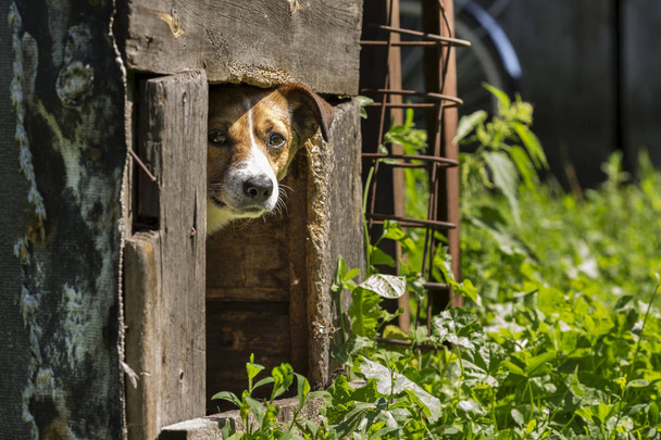 Little Dog in a Doghouse - Photo, Image