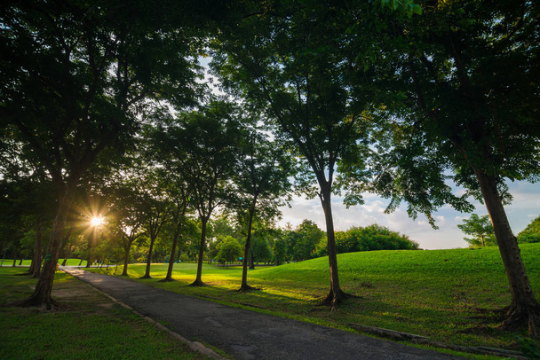 Baum im öffentlichen Park mit grünem Gras Wiese Sonnenuntergang Licht - Foto, Bild