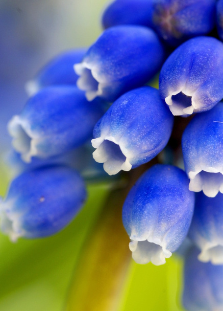 Macro detalle de una flor azul
 - Foto, imagen