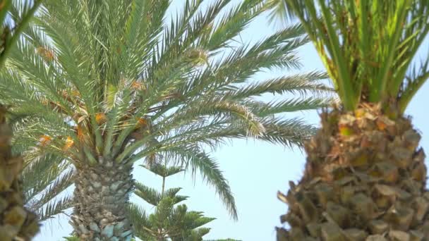 Video of palm tree on the blue sky in 4K - Footage, Video
