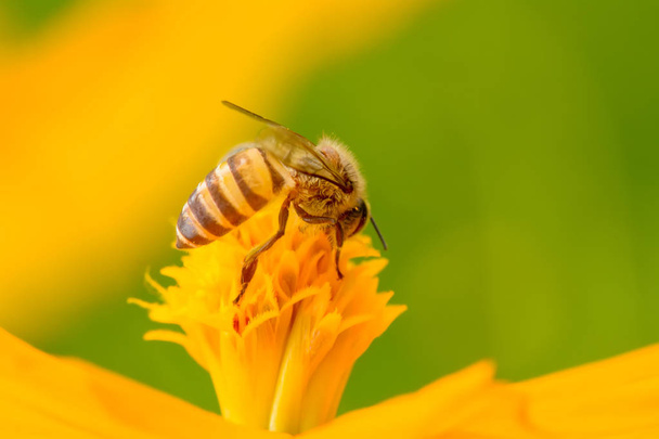 bijen op bloem - Foto, afbeelding