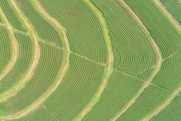 Piantagione di tè verde nel nord della Thailandia. Vista aerea dal drone volante
 - Foto, immagini