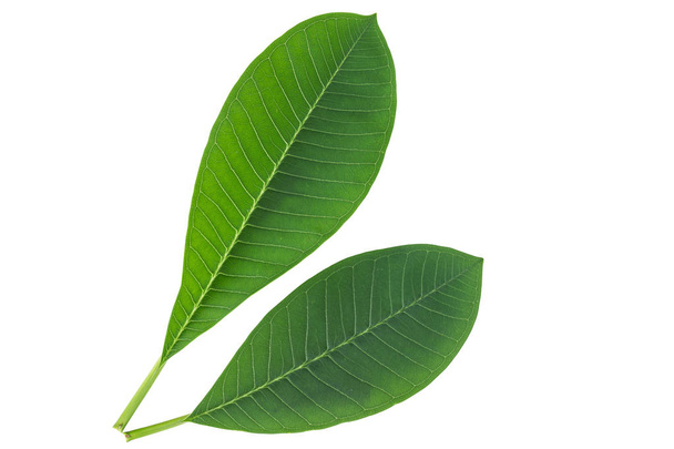 Frangipani leaf isolated on white - Zdjęcie, obraz