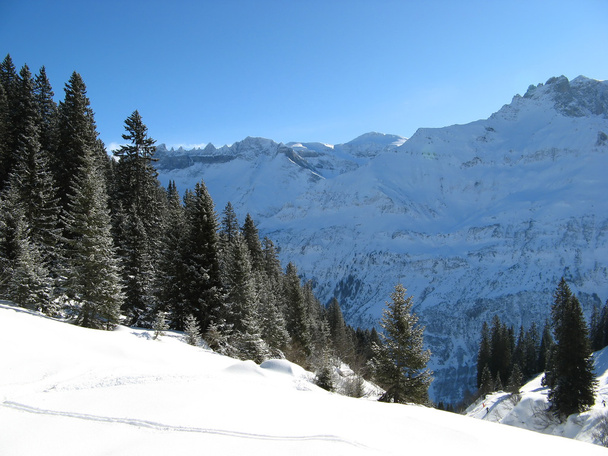 Skiing slope - 写真・画像