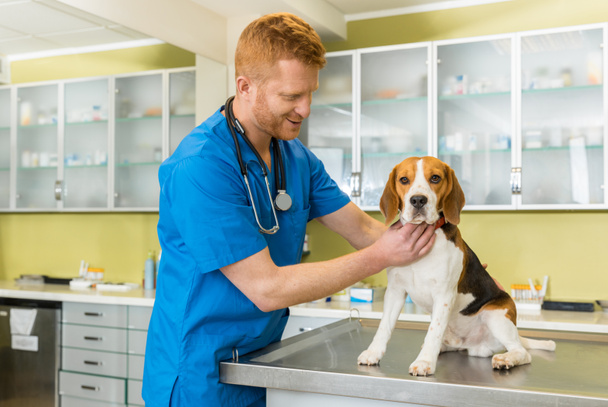 cão de exame veterinário
 - Foto, Imagem