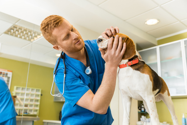 perro veterinario examinador
 - Foto, Imagen