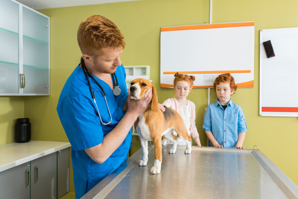 Veterinary examing dog at clinic - Foto, imagen