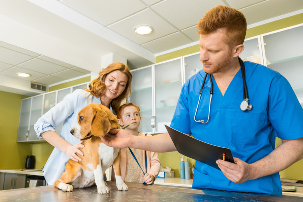 Veterinary examing dog at clinic - Zdjęcie, obraz