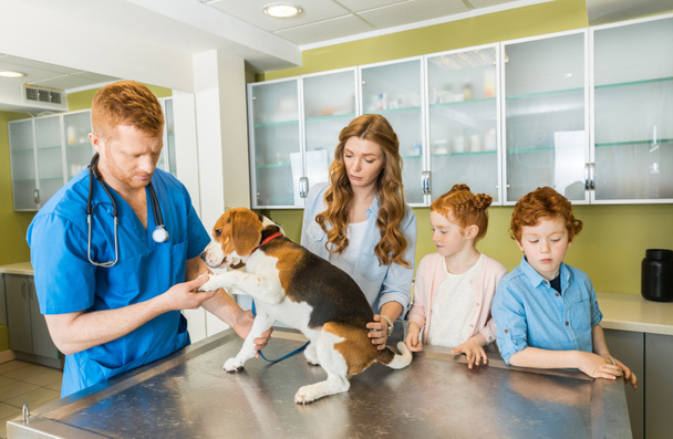 Veterinary examing dog at clinic - Foto, immagini