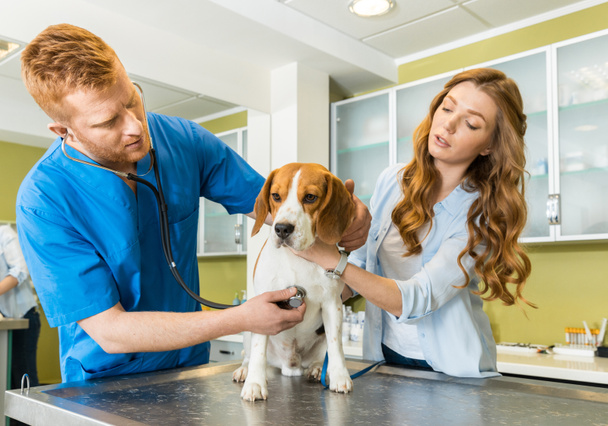 Médico examinando perro Beagle en la clínica
 - Foto, Imagen