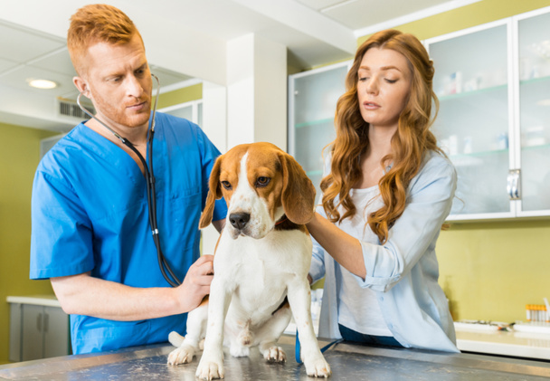 Doctor examining Beagle dog at clinic - Foto, immagini