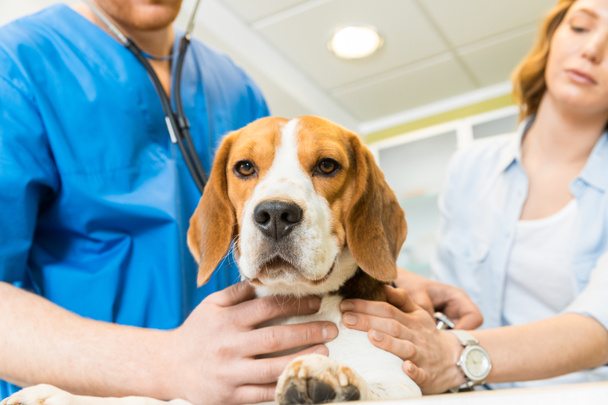 Doctor examining Beagle dog at clinic - Photo, Image