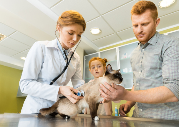 Gato auscultador veterinário com estetoscópio
 - Foto, Imagem