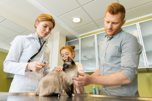 veterinary ausculting cat with stethoscope - Photo, Image