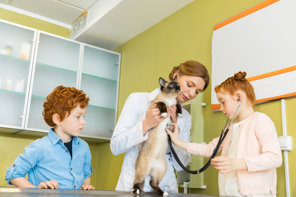 girl ausculting cat at clinic - Фото, изображение
