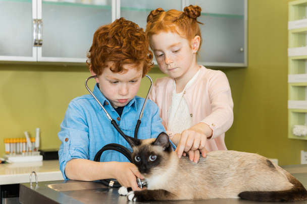erkek ve kız ausculting kedi kliniğinde  - Fotoğraf, Görsel
