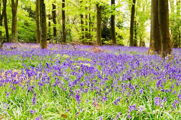 BlueBell che crescono su un pavimento boschivo inglese
 - Foto, immagini