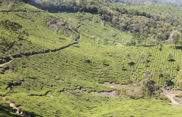 インド南部の紅茶プランテーション - 写真・画像