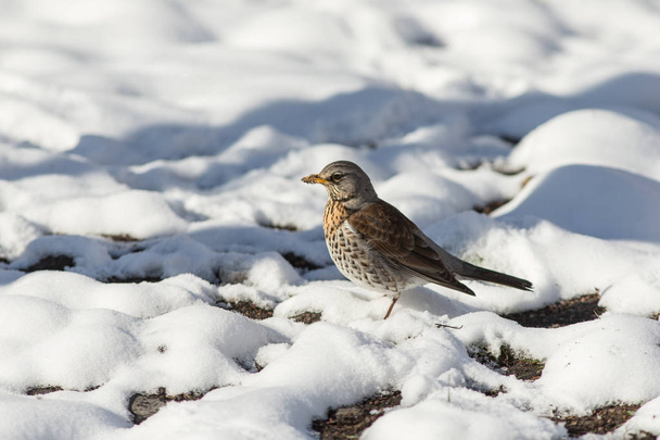 portrait of fieldfare in spring day - Photo, Image