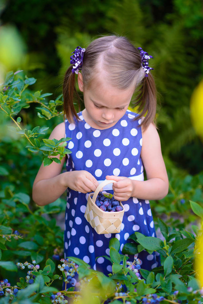 kleines Mädchen pflückt frische Beeren auf dem Heidelbeerfeld - auf Organi - Foto, Bild
