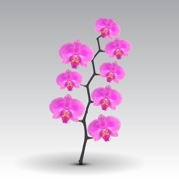 オーキッド ピンクの花を枝。ベクトル図. - ベクター画像