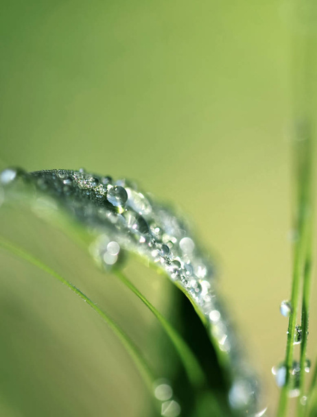 drops on leaf  - Φωτογραφία, εικόνα