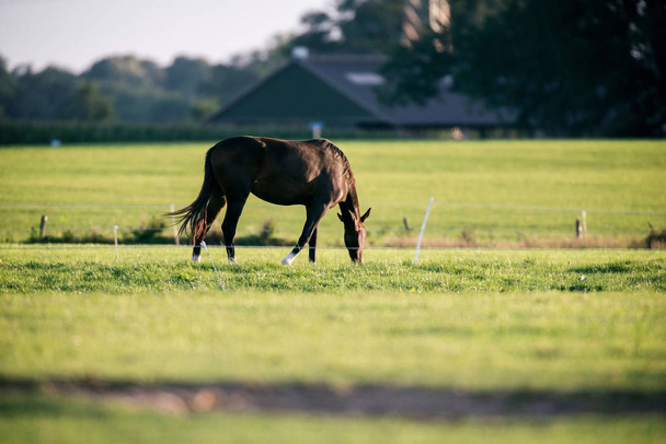 horse grazing on meadow  - Photo, image