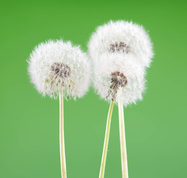 Dandelion on blank green background, beautiful flower, nature and spring concept. - Photo, Image