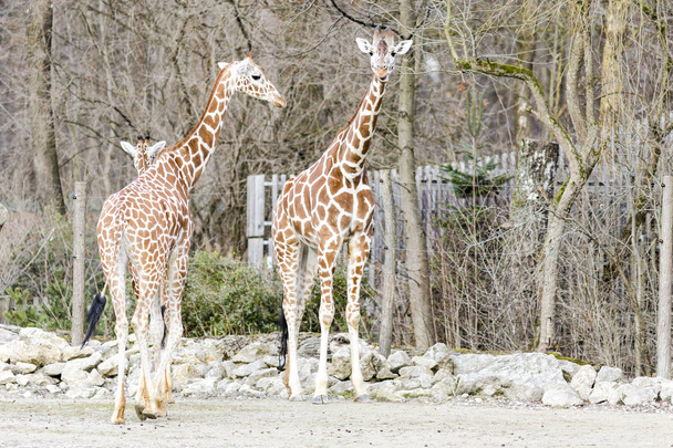 Giraffen lopen op het platteland - Foto, afbeelding
