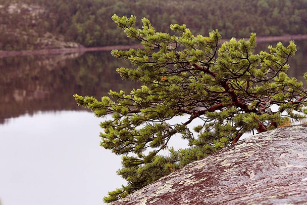 nature,  pine trees by  lake - Φωτογραφία, εικόνα