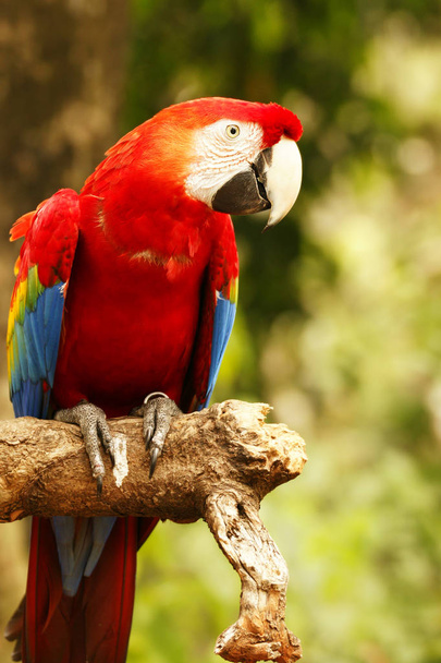 Czerwony niebieski papuga siedzi na gałęzi drewniane, patrząc na mnie w aparacie. - Zdjęcie, obraz
