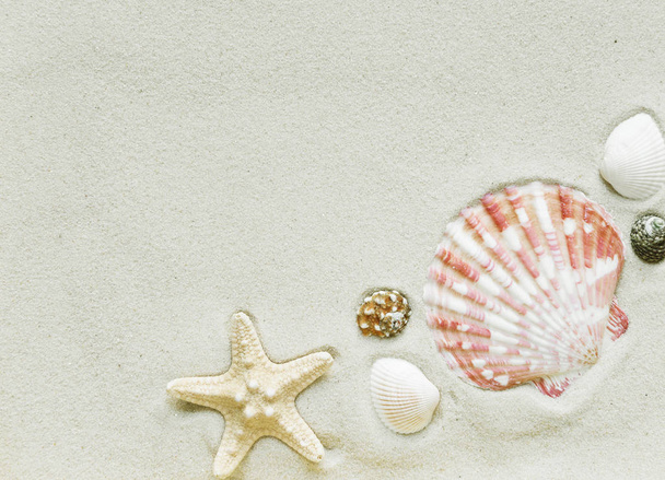 Clams and starfish on a sea sand - Fotoğraf, Görsel