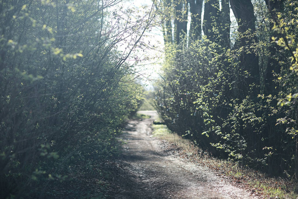 cesta přes lesní vegetace  - Fotografie, Obrázek