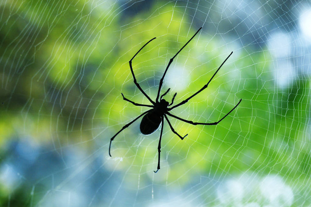 Silueta araña delgada negra sentada y esperando a su presa en medio de su telaraña
. - Foto, imagen