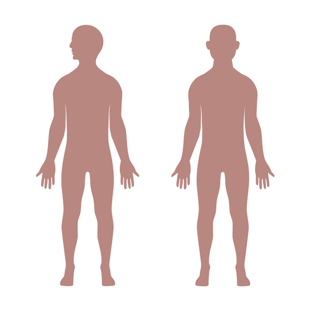 Mężczyzna kształtów anatomicznych - Wektor, obraz