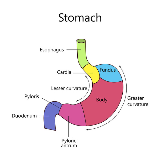 De menselijke maag interne structuur - Vector, afbeelding