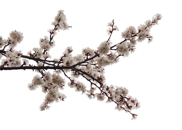 Ramo de damascos floridos isolado no fundo branco
 - Foto, Imagem