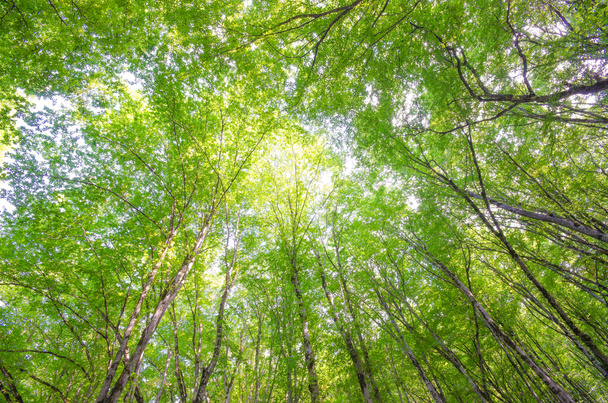 Bosque verde en brillante día de verano
 - Foto, imagen