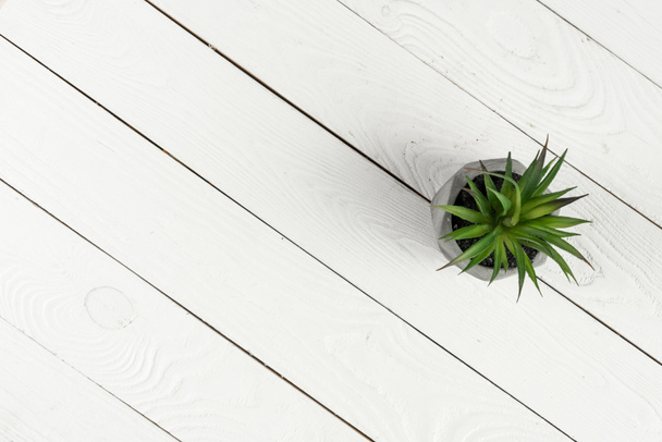 Wooden texture and green plant  - Photo, Image